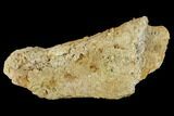 Unidentified, Partial Dinosaur Bone - Aguja Formation, Texas #116732-1